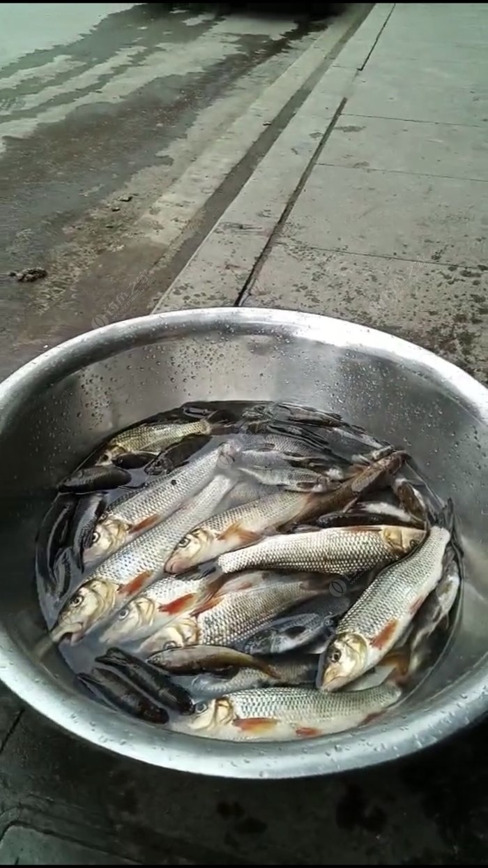 银龙鱼烂鳞图片大全_银龙鱼鳞片掉了后又开始发烂怎么办_银龙鱼鱼鳞溃烂