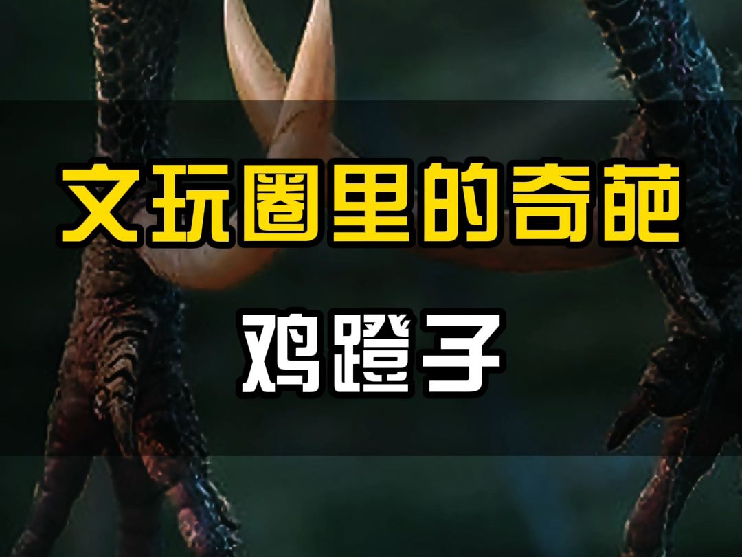 单鸡吃鸡游戏_食鸡游戏是什么_吃鸡游戏定制手机版